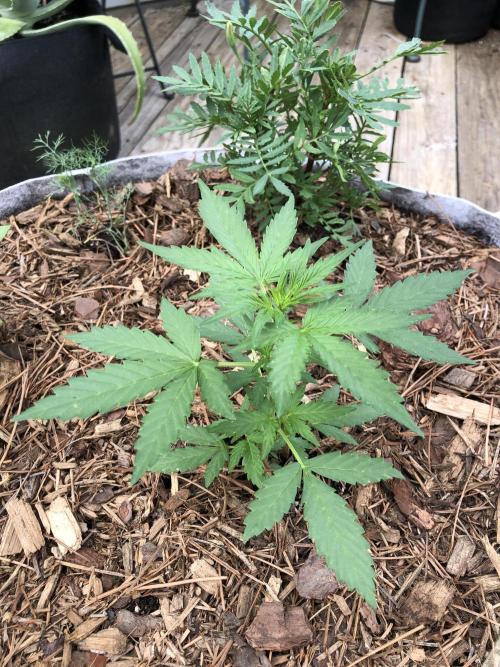 Big Jack Auto Outdoor Spring 26'. Week 3