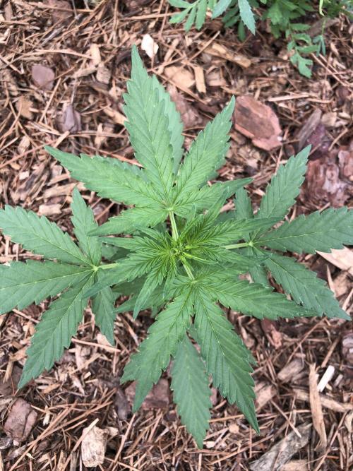 Big Jack Auto Outdoor Spring 26'. Week 3