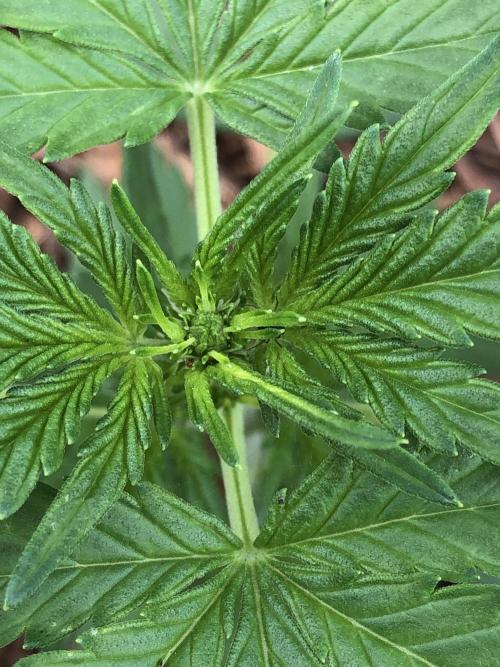 Big Jack Auto Outdoor Spring 26'. Week 3