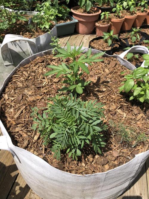 Big Jack Auto Outdoor Spring 26'. Week 3