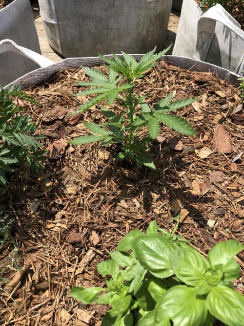 Big Jack Auto Outdoor Spring 26'. Week 3