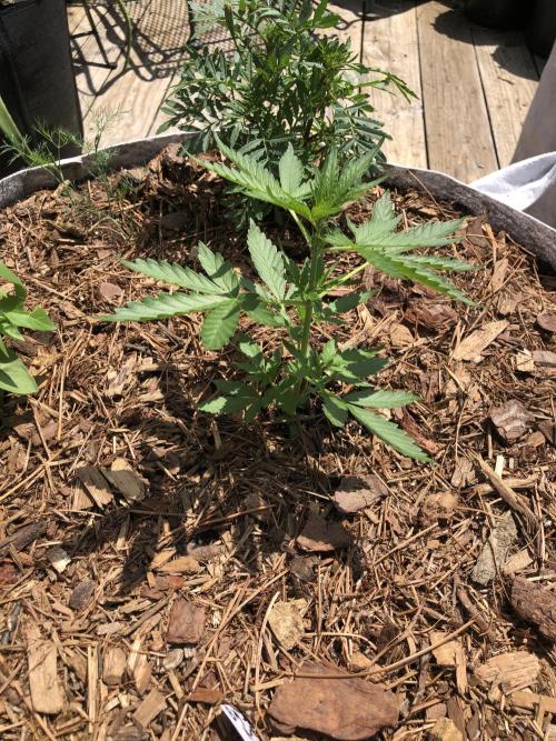 Big Jack Auto Outdoor Spring 26'. Week 3