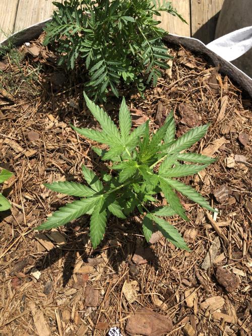 Big Jack Auto Outdoor Spring 26'. Week 3