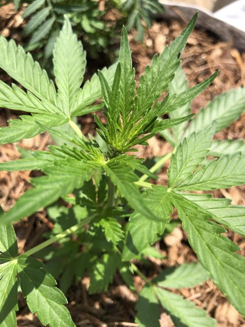 Big Jack Auto Outdoor Spring 26'. Week 3