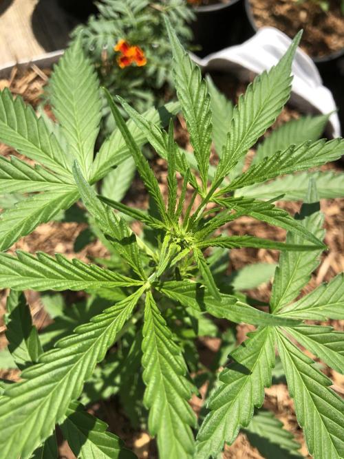 OG Kush Auto Outdoor Spring 26". Week 3