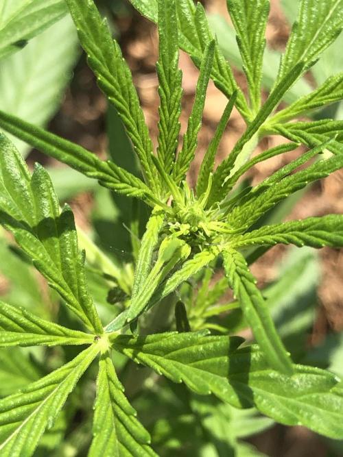OG Kush Auto Outdoor Spring 26". Week 3