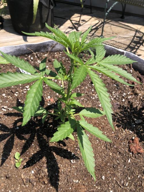 OG Kush Auto Outdoor Spring 26". Week 3