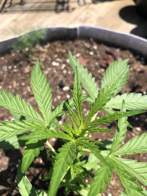 OG Kush Auto Outdoor Spring 26". Week 3