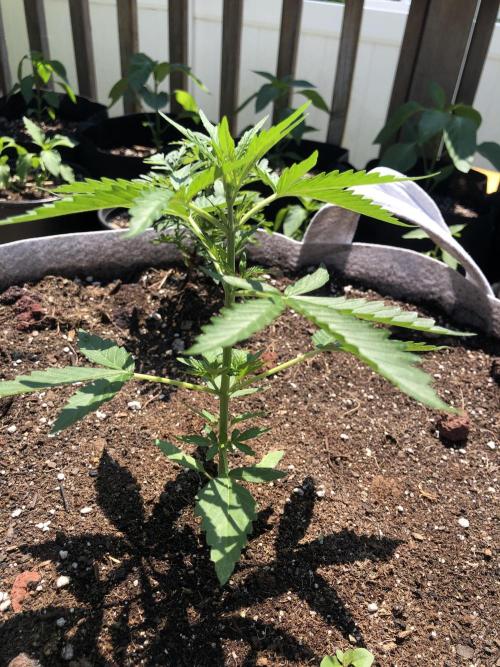 OG Kush Auto Outdoor Spring 26". Week 3