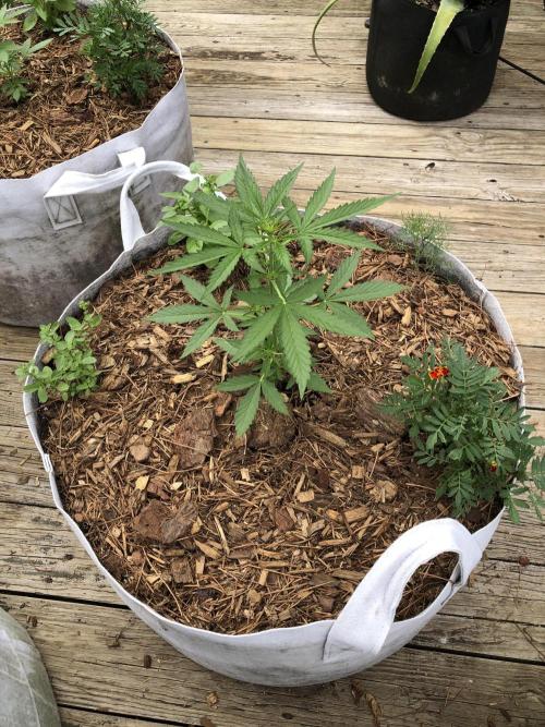 OG Kush Auto Outdoor Spring 26". Week 3