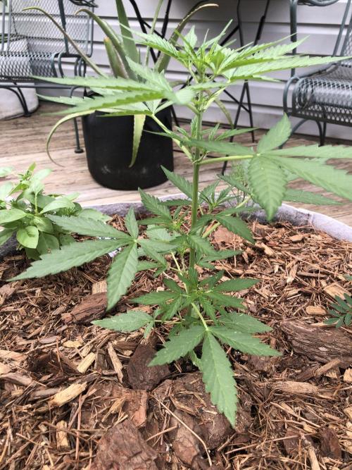 OG Kush Auto Outdoor Spring 26". Week 3