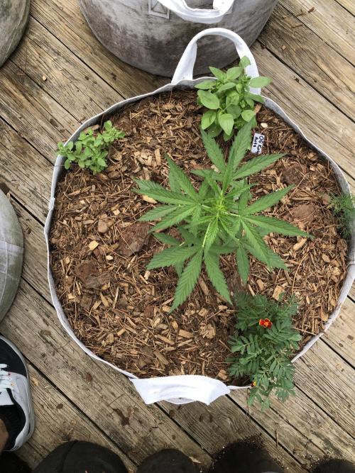 OG Kush Auto Outdoor Spring 26". Week 3