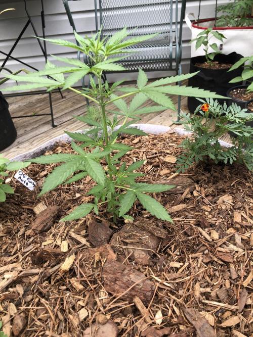 OG Kush Auto Outdoor Spring 26". Week 3