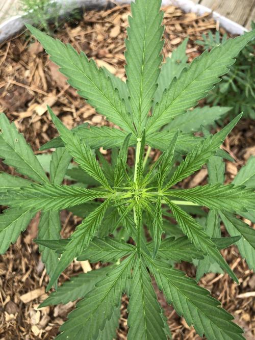 OG Kush Auto Outdoor Spring 26". Week 3