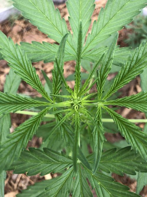 OG Kush Auto Outdoor Spring 26". Week 3