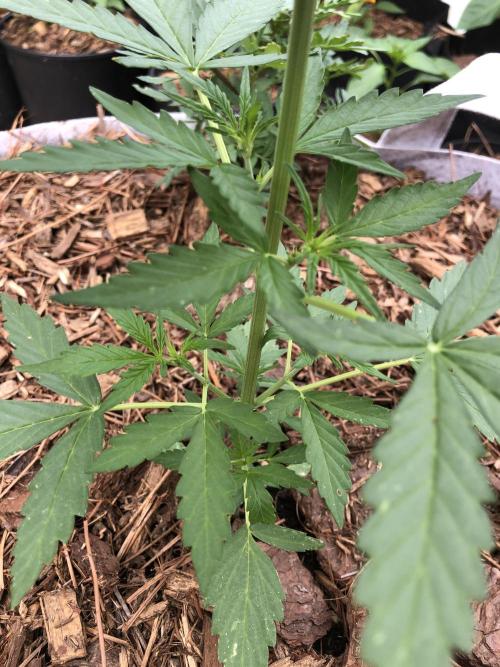 OG Kush Auto Outdoor Spring 26". Week 3