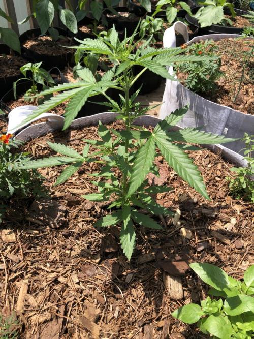 OG Kush Auto Outdoor Spring 26". Week 3