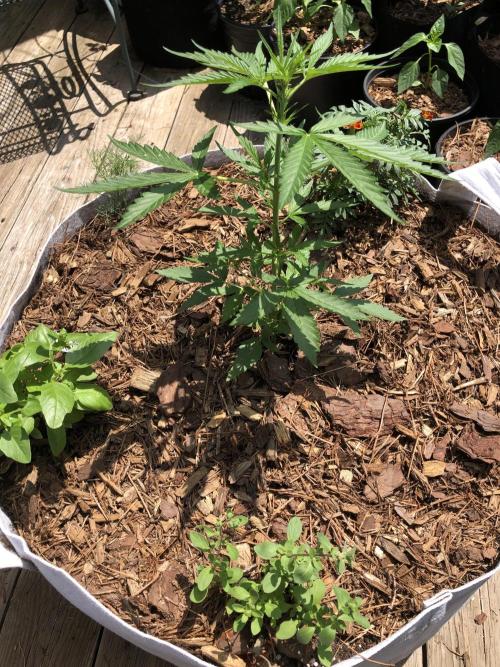 OG Kush Auto Outdoor Spring 26". Week 3