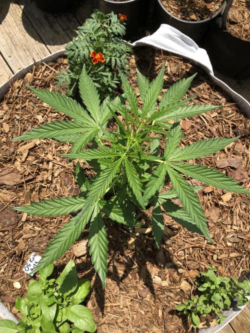 OG Kush Auto Outdoor Spring 26". Week 3