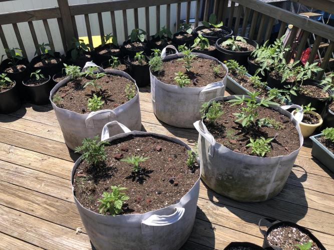 Maui Wowie Auto Outdoor Spring 26'. Week 3