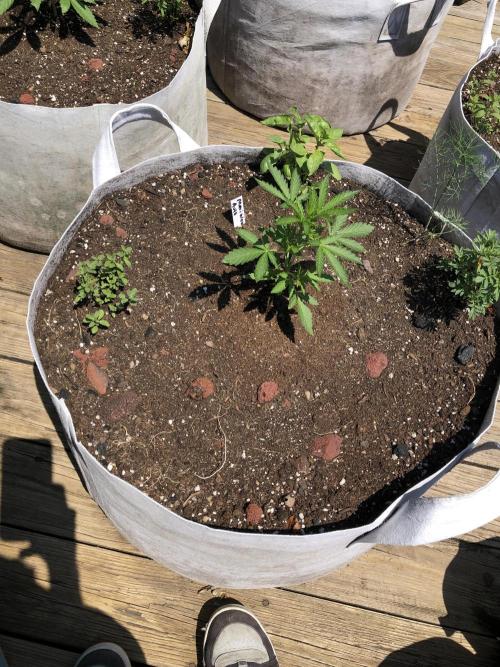 Maui Wowie Auto Outdoor Spring 26'. Week 3