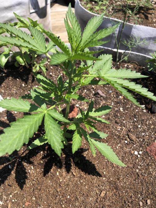 Maui Wowie Auto Outdoor Spring 26'. Week 3