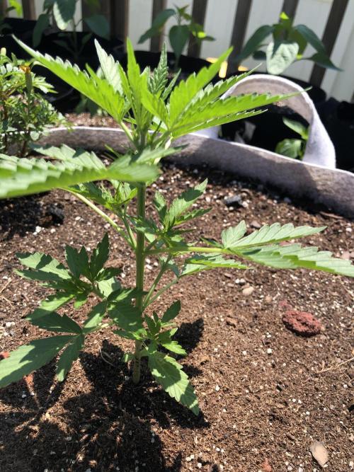 Maui Wowie Auto Outdoor Spring 26'. Week 3