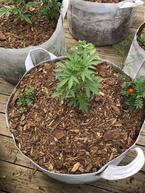 Maui Wowie Auto Outdoor Spring 26'. Week 3
