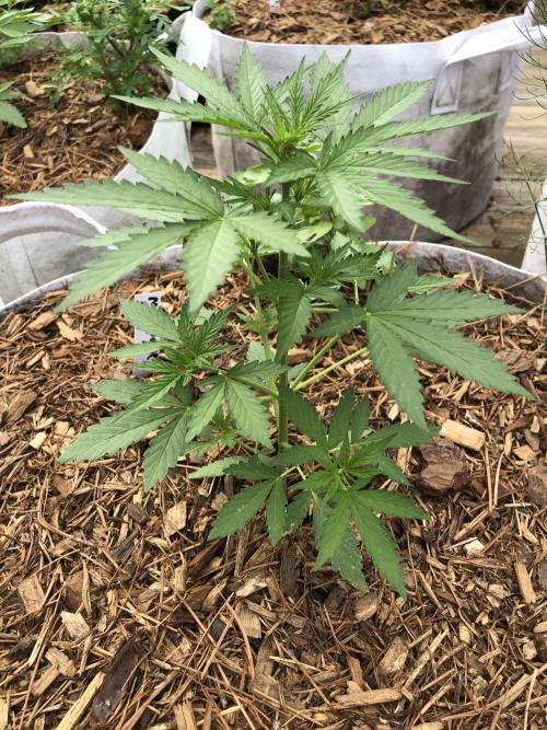 Maui Wowie Auto Outdoor Spring 26'. Week 3