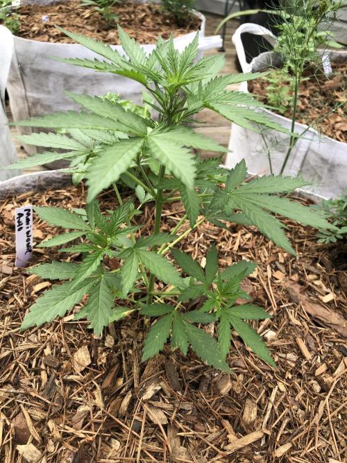 Maui Wowie Auto Outdoor Spring 26'. Week 3