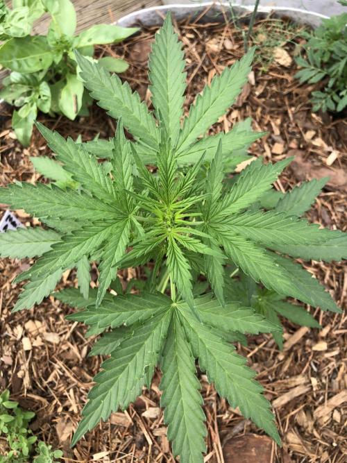 Maui Wowie Auto Outdoor Spring 26'. Week 3