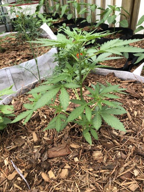 Maui Wowie Auto Outdoor Spring 26'. Week 3
