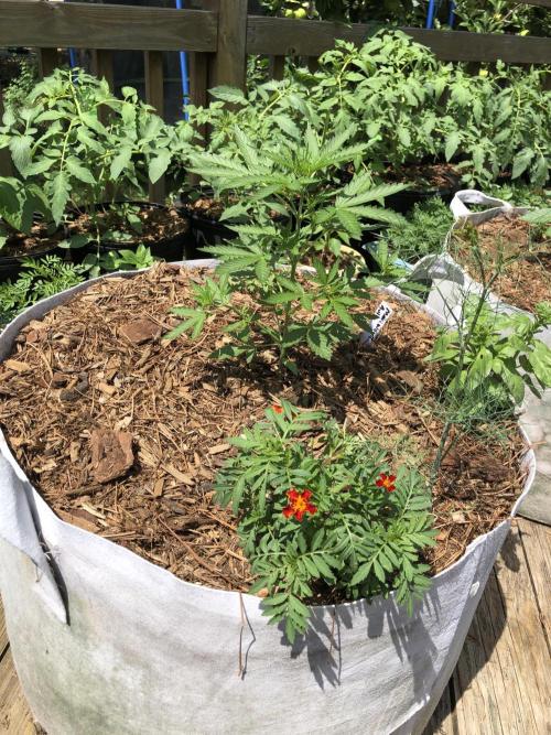 Maui Wowie Auto Outdoor Spring 26'. Week 3