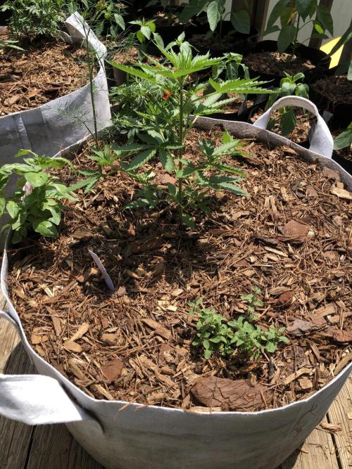 Maui Wowie Auto Outdoor Spring 26'. Week 3