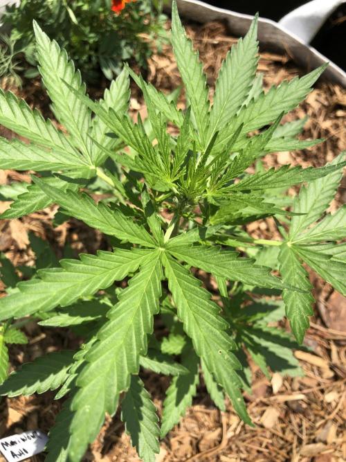 Maui Wowie Auto Outdoor Spring 26'. Week 3