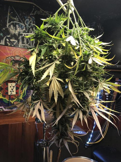 Auto Pablo Escobar Indoor Spring 26. Week 9