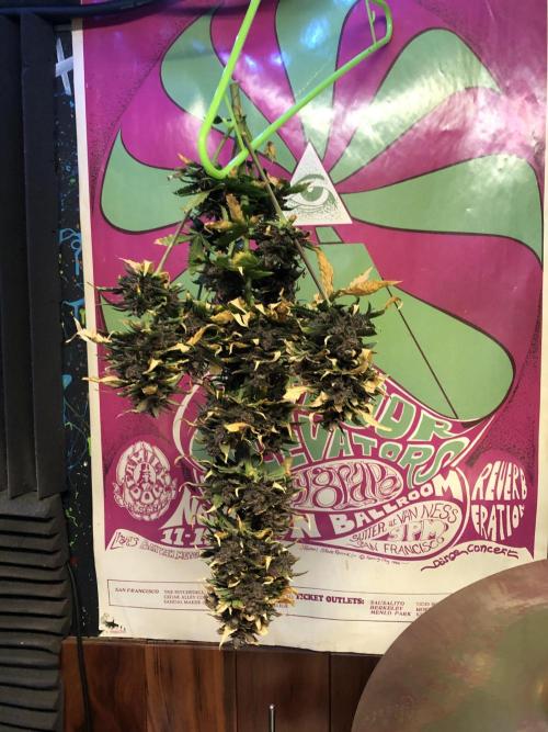 LSD-25 Auto Fast Buds Indoor Spring 26. Week 9