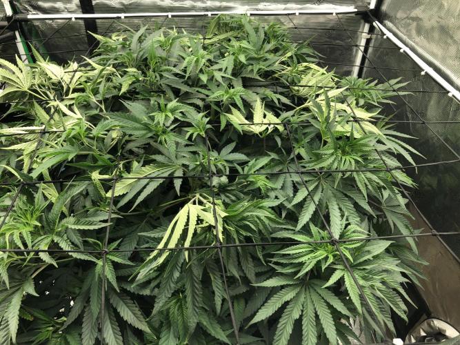 White Domina Kannabia Indoor Spring 26. Week 9