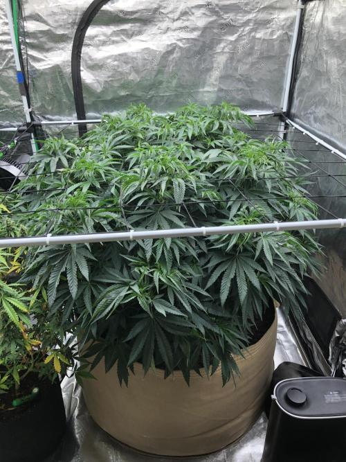 White Domina Kannabia Indoor Spring 26. Week 9