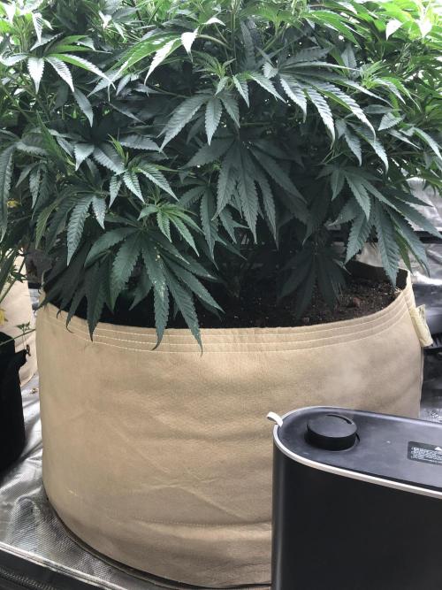 White Domina Kannabia Indoor Spring 26. Week 9