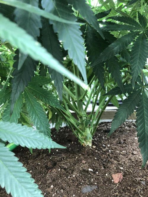 White Domina Kannabia Indoor Spring 26. Week 9
