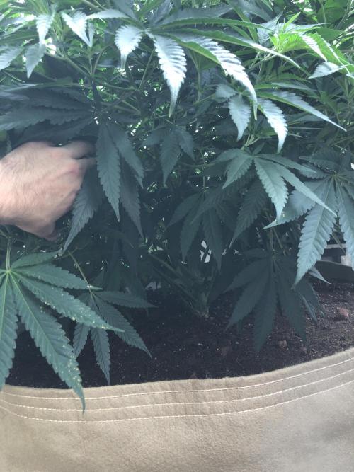 White Domina Kannabia Indoor Spring 26. Week 9