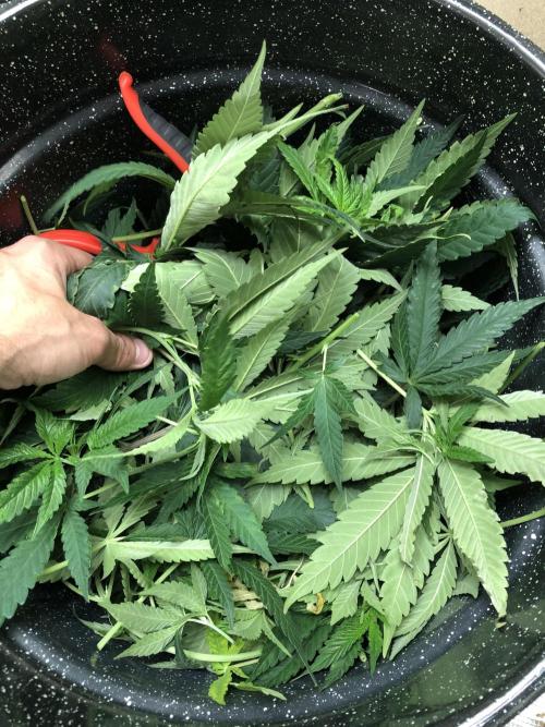 White Domina Kannabia Indoor Spring 26. Week 9