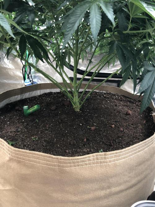 White Domina Kannabia Indoor Spring 26. Week 9