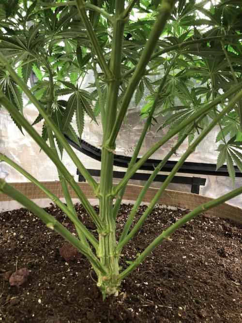 White Domina Kannabia Indoor Spring 26. Week 9
