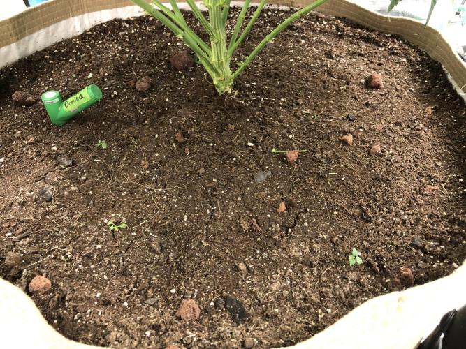 White Domina Kannabia Indoor Spring 26. Week 9