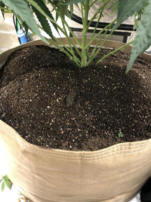 White Domina Kannabia Indoor Spring 26. Week 9