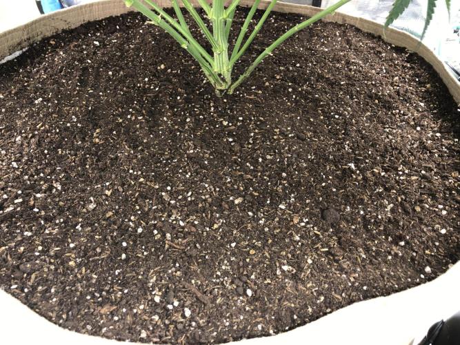 White Domina Kannabia Indoor Spring 26. Week 9