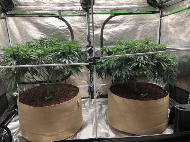 White Domina Kannabia Indoor Spring 26. Week 9