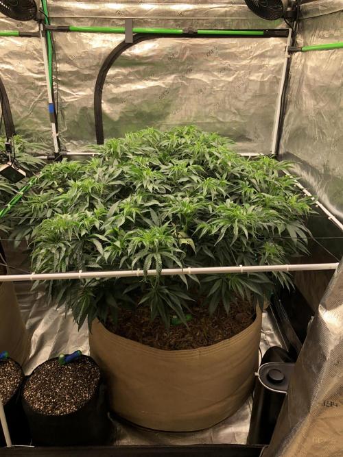 White Domina Kannabia Indoor Spring 26. Week 9